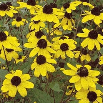 Rudbeckia triloba - Black-eyed Susan