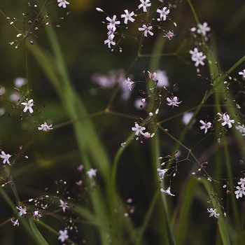 Pink Baby's Breath - Gypsophila pacifica