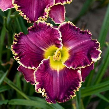 Hemerocallis 'Cosmic Struggle' - Cosmic Struggle Dayliliy