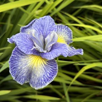 Iris sibirica - 'Cape Cod Boys' Siberian Iris