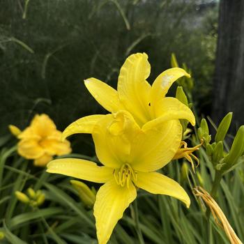 Hemerocallis - 'Hyperion' Daylily