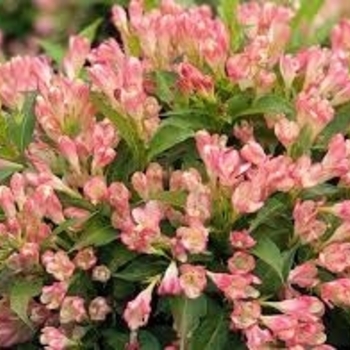 Weigela x 'Peach Kisses' - Peach Kisses Weigela