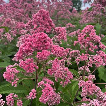 Eupatorium fistulosum - 'JoJo' Joe Pye Weed