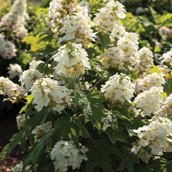 Hydrangea quercifolia - Autumn Reprise™ Oakleaf Hydrangea