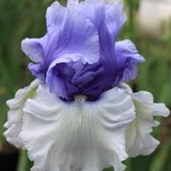 Iris germanica 'Wintry Sky' - 'Wintry Sky' Bearded Iris