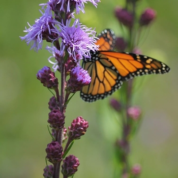 Liatris ligulistylis - Meadow Blazing Star