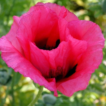 Papaver orientale 'Raspberry Queen' - 'Raspberry Queen'' Oriental poppy