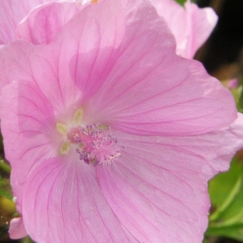 Malva moschata 'Fastigiata' - Musk Mallow