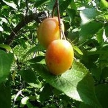 Prunus americana - Wild Plum , Yellow plum