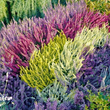 Calluna vulgaris - Heather