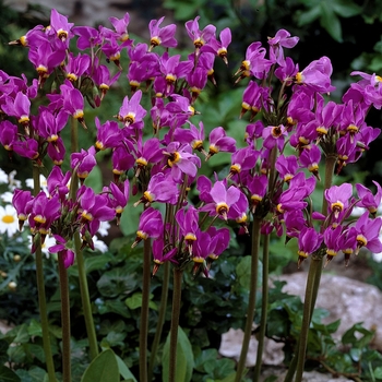 Dodecatheon media - Shooting Star