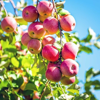 Apple x 'Pink Lady' - Pink Lady Apple