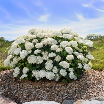 Hydrangea arborescens 'Flowerfull' - Flowerfull Hydrangea