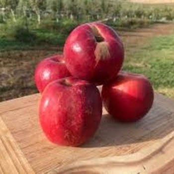 Malus domestica - 'Jonathan' Apple