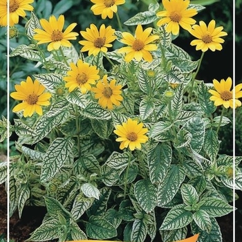 Heliopsis helianthoides 'Oriole' - Oriole Variegated Sunflower