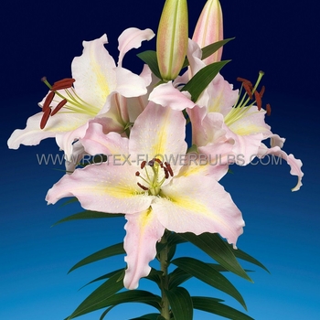 Lilium orientale 'Hocus Pocus' - Hocus Pocus Oriental Lily