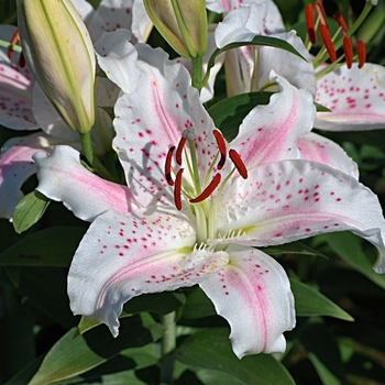 Lilium orientale 'Muscadet' - Muscadet Oriental Lily