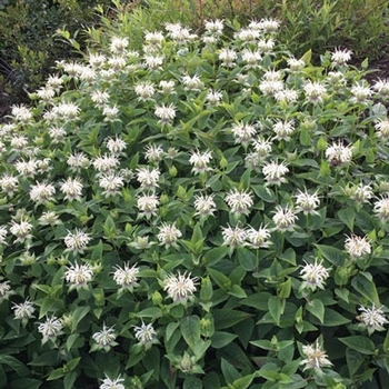 Monarda x 'Bee Bright PBR' - Bee Bright White Monarda