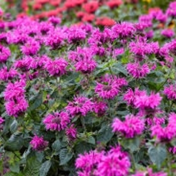 Monarda x 'Bee Free PBR' - Bee Free Purple Bee Balm