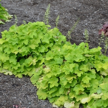 Heuchera villosa 'Citronella' - Citronella Coral Bells