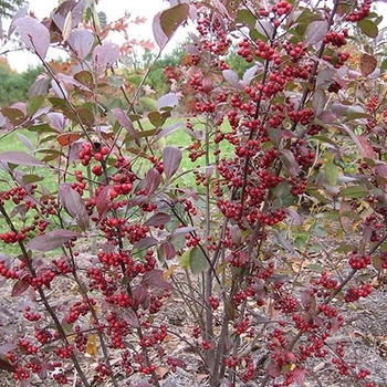 Aronia arbutifolia 'Erecta' - Red Chokeberry