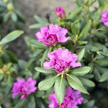 Rhododendron hybrid - English Roseum