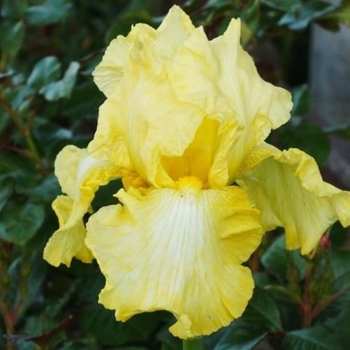 Iris germanica - 'Summer Olympics' Tall Bearded Iris