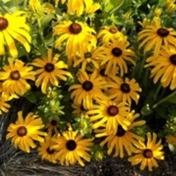 Rudbeckia - 'Glitters Like Gold' Black-Eyed Susan
