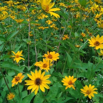 Heliopsis helianthoides - Ox-eye Sunflower
