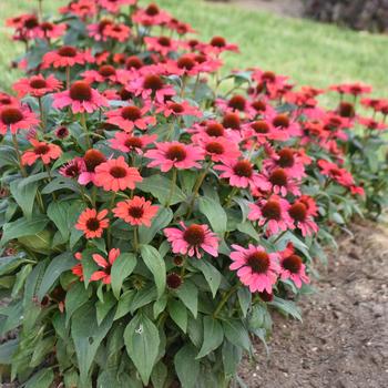 Echinacea (Coneflower) - Color Coded&reg; 'Knock 'em Red'