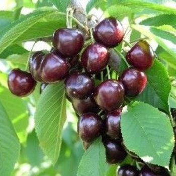 Prunus avium 'Kristin' - Kristin Sweet Cherry 