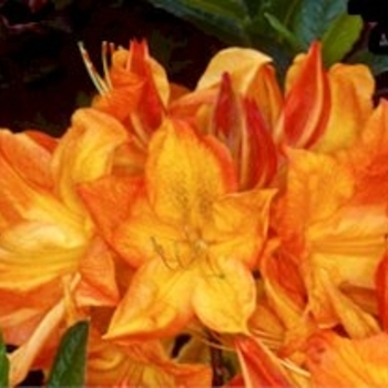 Rhododendron Exbury hybrid - 'Arneson Gem' Azalea