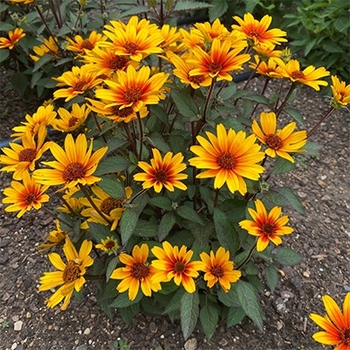 Helianthus helianthoides - 'Sole Scuro' False Sunflower