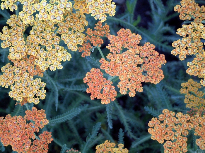 Terra Cotta Yarrow - Achillea 'Terra Cotta' from EC Browns Nursery