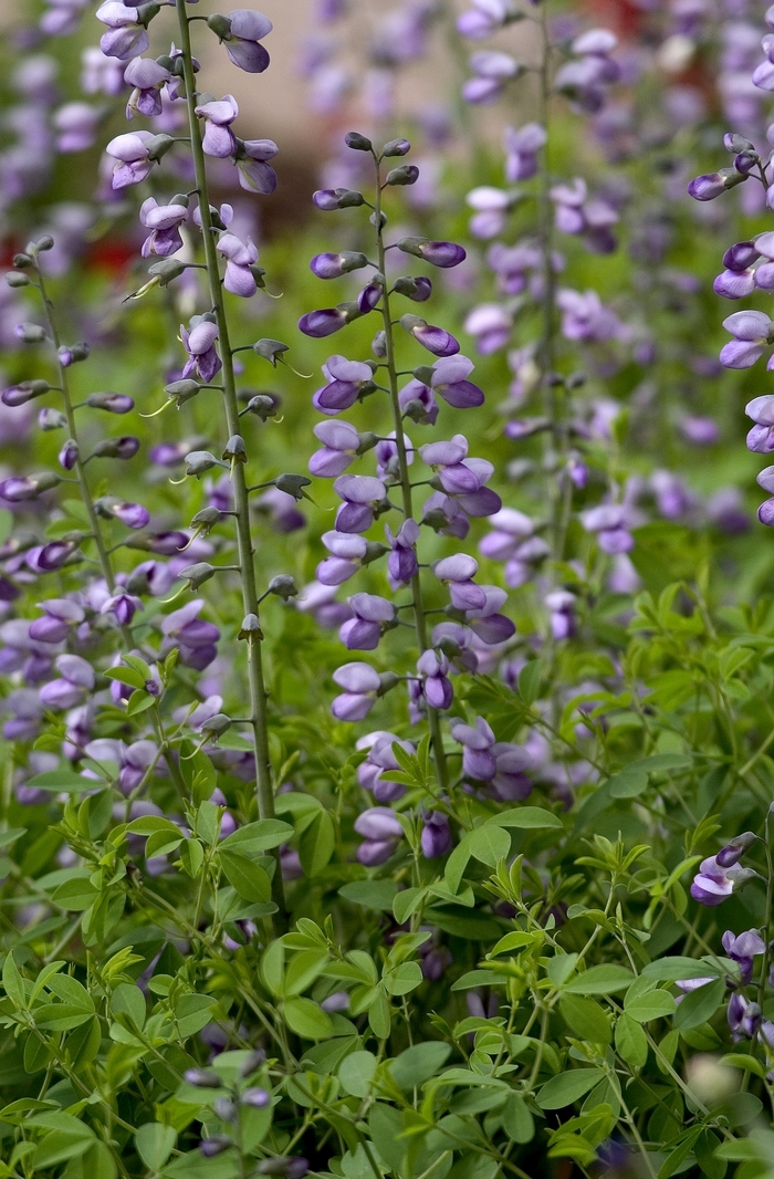 Monkshood - Aconitum napellus from EC Browns Nursery