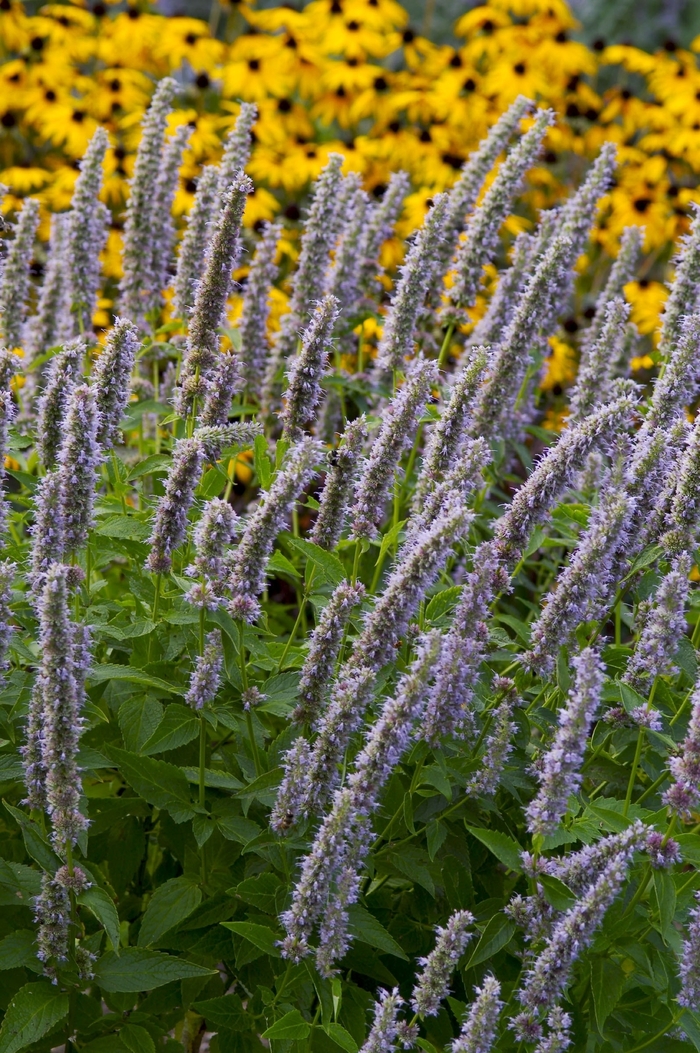 Anise Hyssop - Agastache 'Blue Fortune' from EC Browns Nursery
