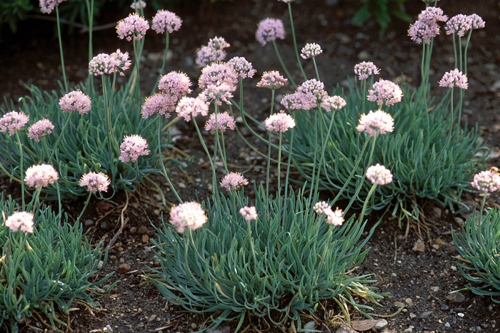 Ornamental Onion - Allium senescens 'Glaucum' from EC Browns Nursery