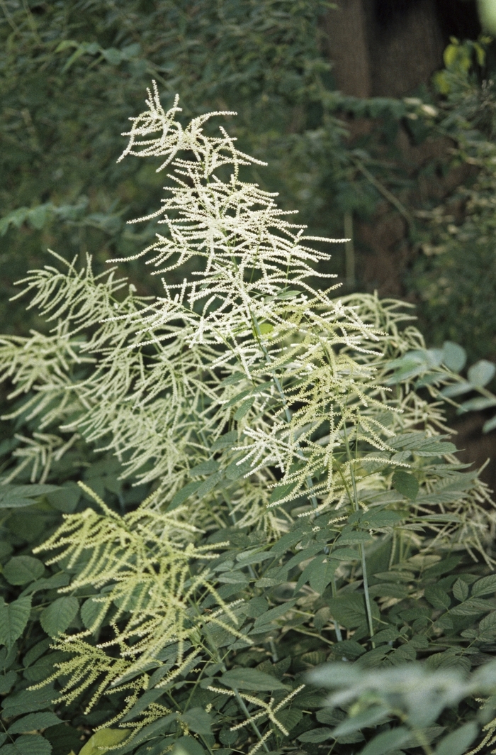 Goats Beard - Aruncus dioicus from EC Browns Nursery