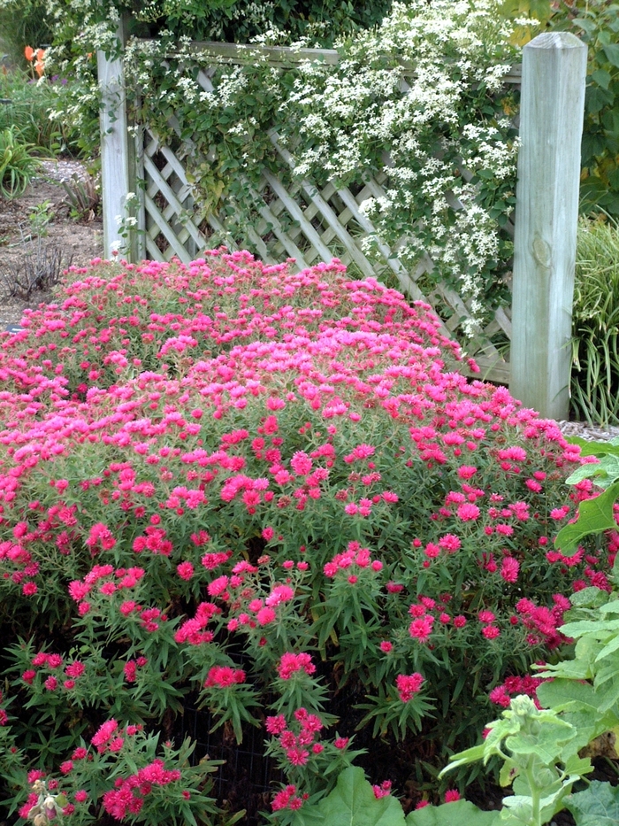 Aster-Hardy New England - Aster novae-angliae 'Alma Potschke' from EC Browns Nursery