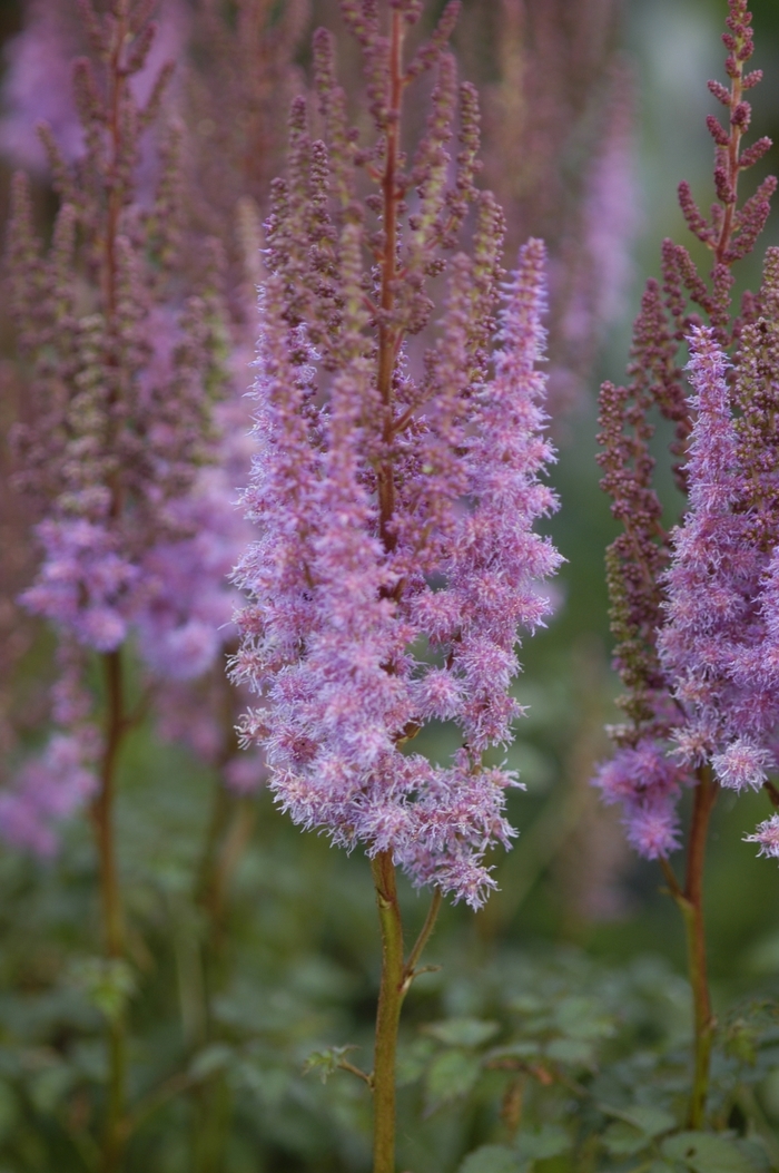 Astilbe-Chinese - Astilbe chinensis 'Purple Candles (Purpurkerze)' from EC Browns Nursery
