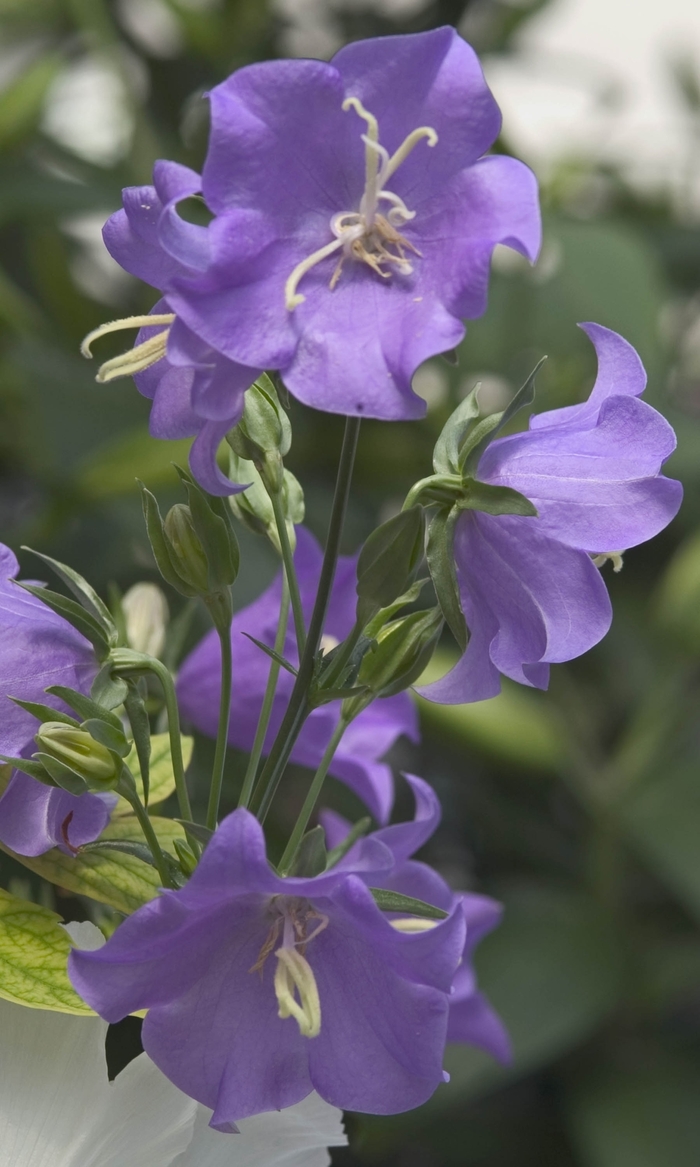Blue Bellflower-Peach-leaved - Campanula persicifolia 'Blue' (Bellflower-Peach-leaved) from EC Browns Nursery