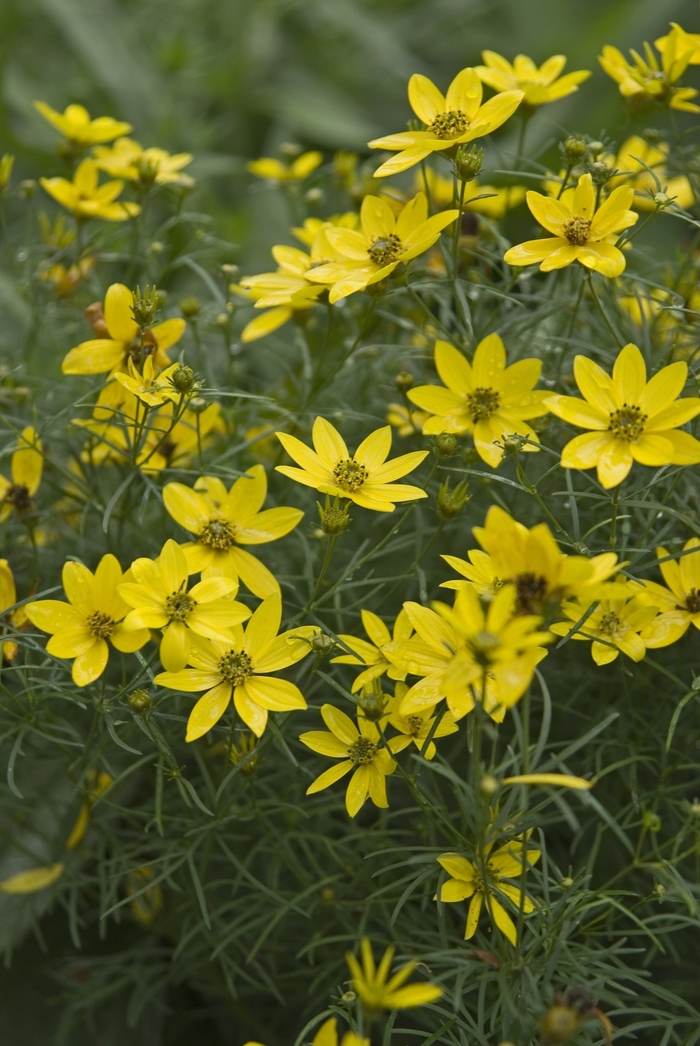 Threadleaf Tickseed - Coreopsis verticillata 'Zagreb' from EC Browns Nursery