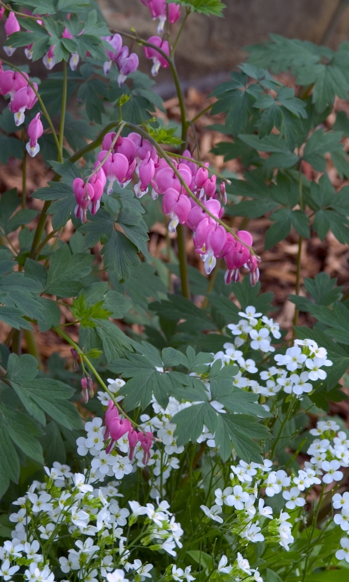 Bleeding Heart - Dicentra spectabilis from EC Browns Nursery