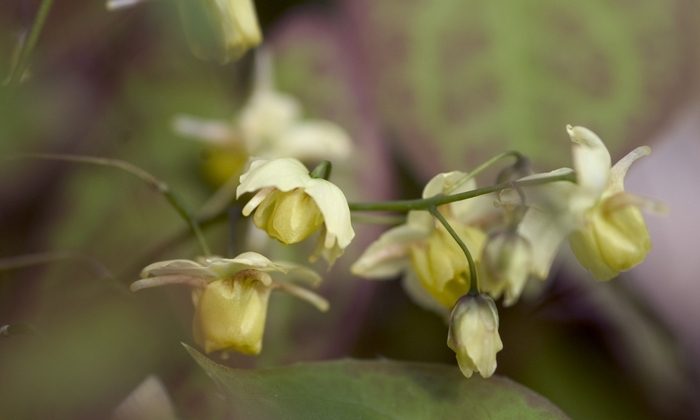 Bicolor Barrenwort - Epimedium x versicolor 'Sulphureum' from EC Browns Nursery