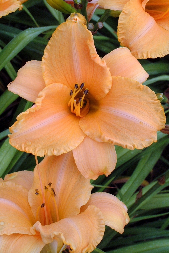 Daylily - Hemerocallis 'Ruffled Apricot' from EC Browns Nursery