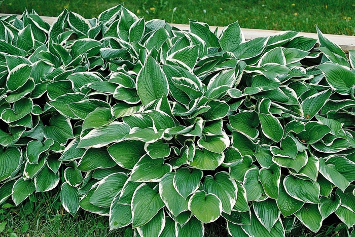 Plantain-Lily - Hosta 'Francee' from EC Browns Nursery
