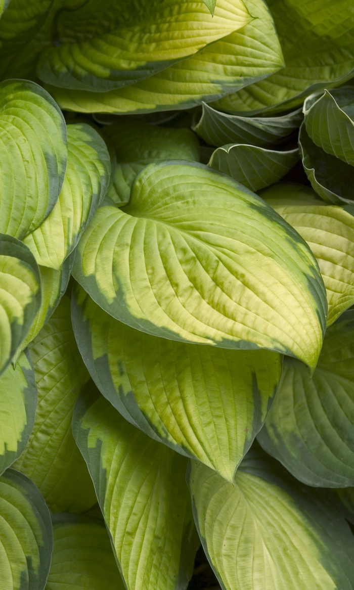 Plantain Lily - Hosta 'Gold Standard' from EC Browns Nursery