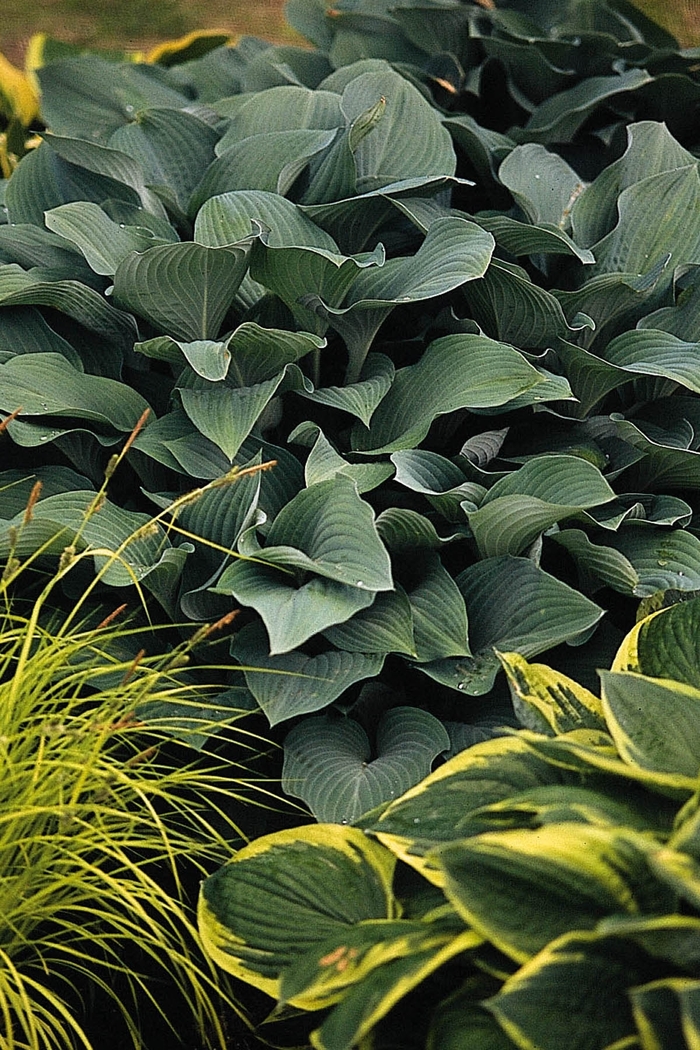 Plantain Lily - Hosta 'Krossa Regal' from EC Browns Nursery