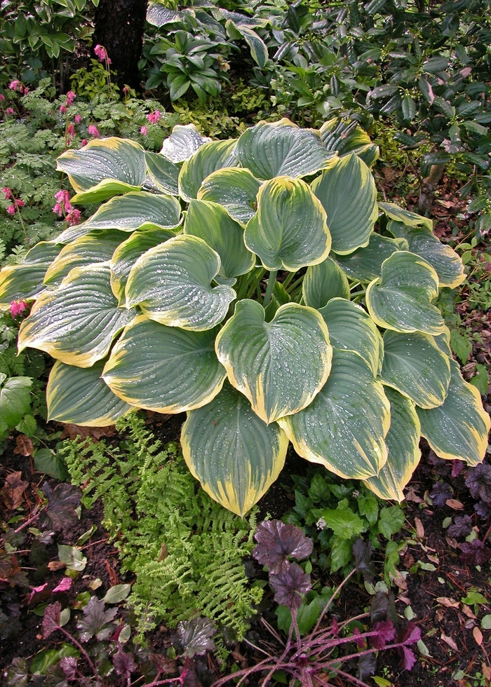 Plantain Lily - Hosta 'Sagae' from EC Browns Nursery