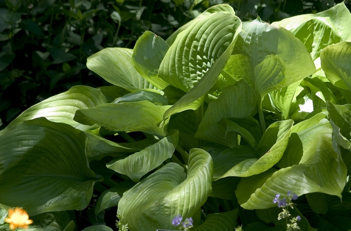 Plantain Lily - Hosta 'Sum and Substance' from EC Browns Nursery